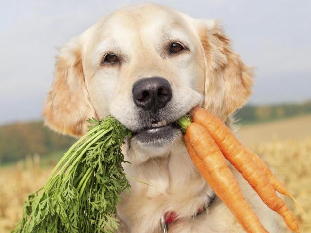 Овощи в рационе собак